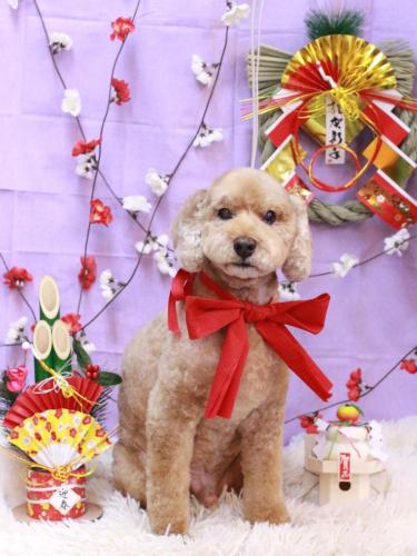 20230117アルトくん